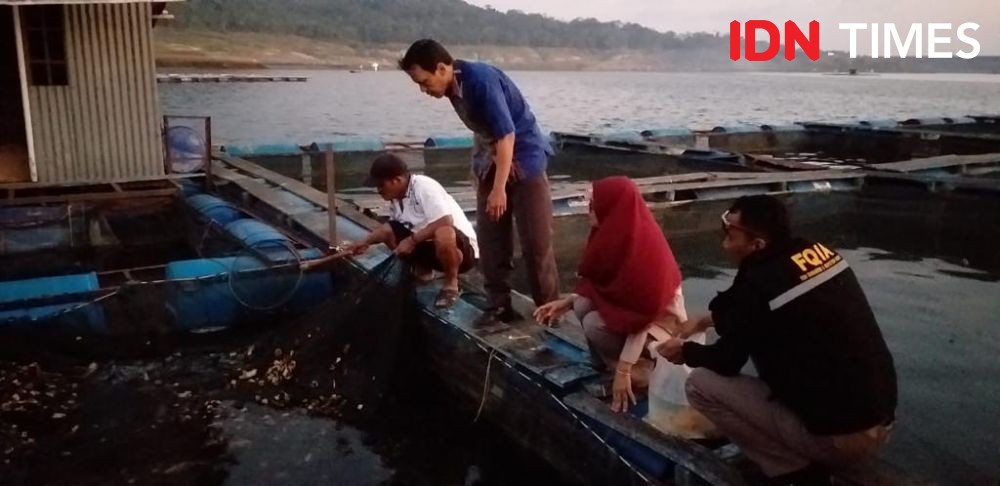Cegah Penyakit Ikan, Petugas BKIPM Periksa Karamba Nila dan Koi di Wadaslintang
