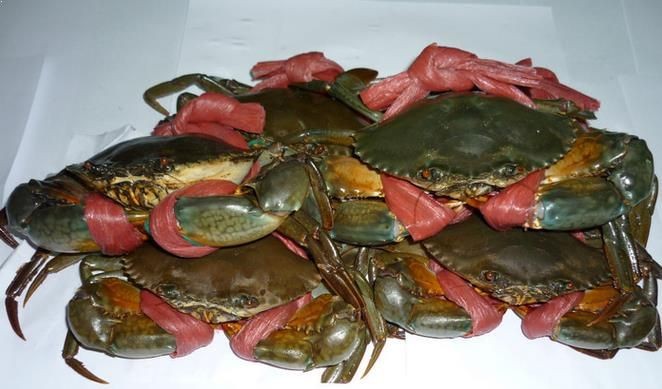 7 Tips dan Trik Memilih Kepiting yang Enak dan Segar 