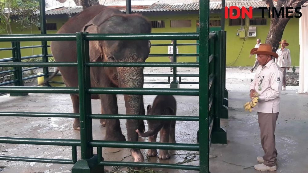 Gajah Sumatera Lahir di KBS, Risma Beri Nama Dumbo