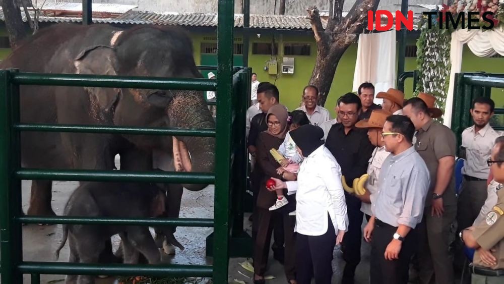 Gajah Dumbo KBS Diduga Mati Akibat Virus Herpes Langka