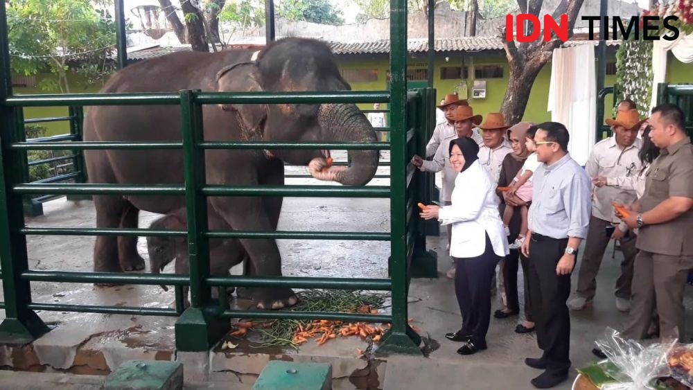 Gajah Dumbo KBS Diduga Mati Akibat Virus Herpes Langka