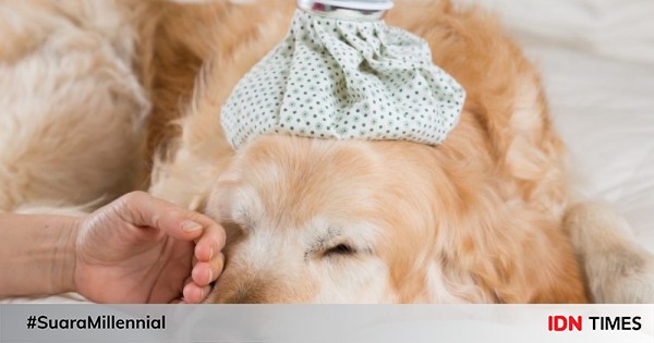 7 fakta tentang canine parvovirus, virus anjing yang mematikan