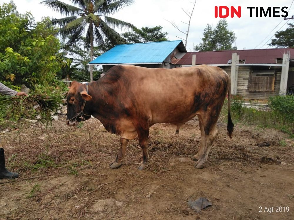 Pembagian Daging Kurban Dilarang Pakai Kantong Plastik