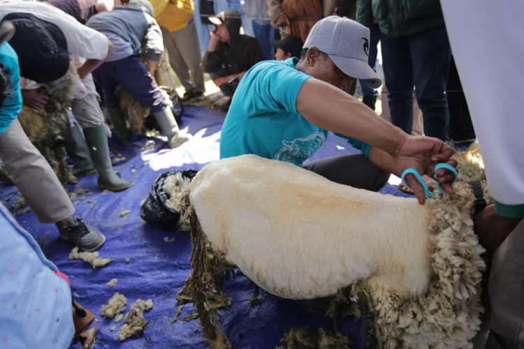 Domba Batur, Hewan Ternak Pilihan untuk Kurban dan Investasi