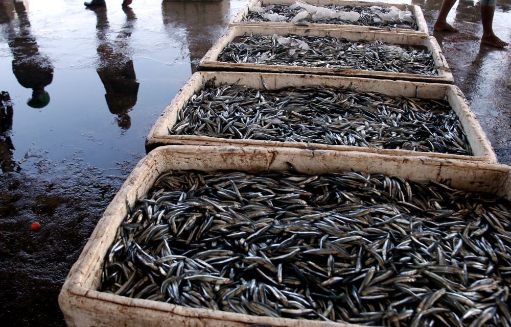 Tinggal di Pesisir, tapi Tingkat Konsumsi Makan Ikan Rendah. Mengapa? 