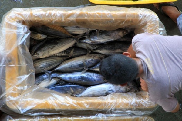 Wabah, Ikan Segar yang Dihasilkan Nelayan Jateng Merosot 200 Ton