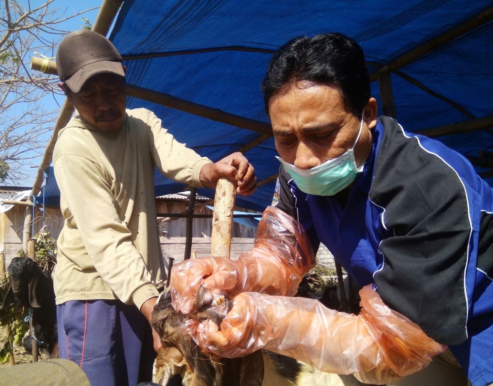 Hewan Ternak Kurban di Makassar Dijamin Bebas Antraks!