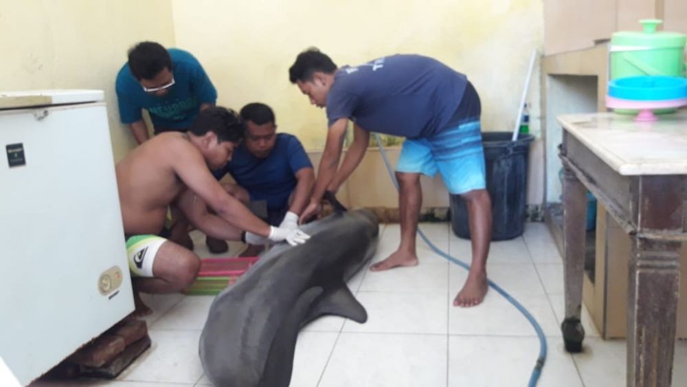 Lumba-lumba Mati di Hotel Daerah Buleleng, JAAN: Bukan Badut