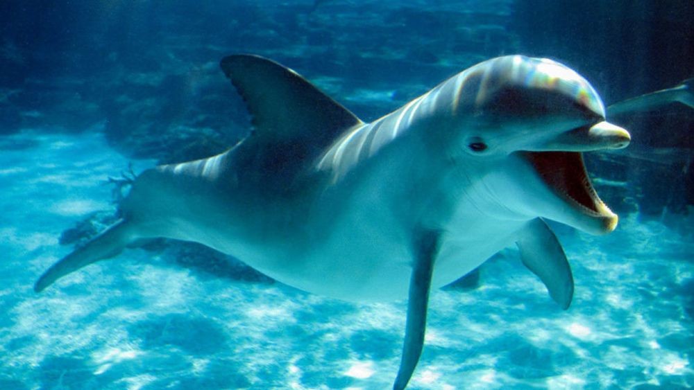 Lumba-lumba Hidung Botol Ditemukan Mati di Hotel Daerah Buleleng