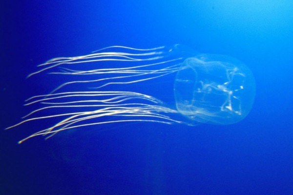 5 Fakta Ubur-ubur Kotak, Mahluk Laut Paling Berbisa di Dunia