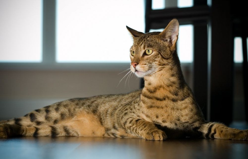 10 Jenis Kucing Paling Mahal di Dunia, Minat Pelihara?