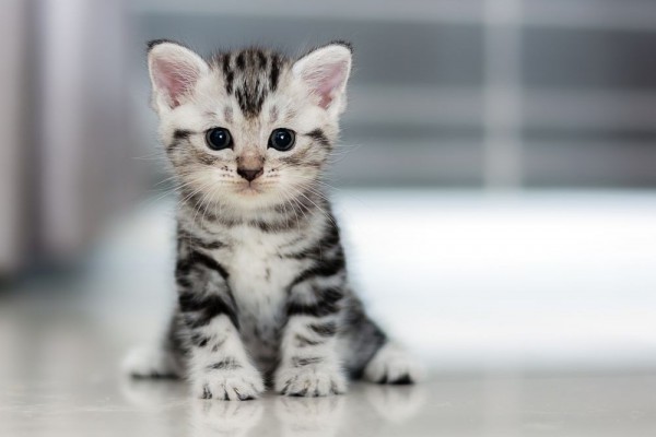 Inilah 10 Jenis Kucing Paling Mahal  di  Dunia  Mau Pelihara 