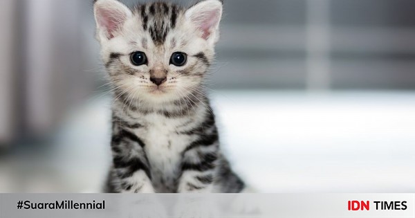 10 Jenis Kucing Paling Mahal di Dunia, Minat Pelihara?