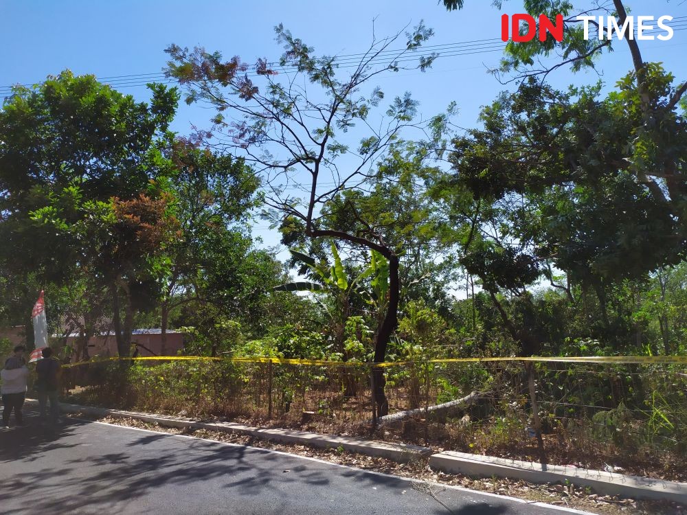 Pohon Sengon yang Diduga Penyebab Blackout, Akhirnya Ditebang