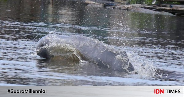 Pesut Mahakam Mamalia Langka Maskot Kalimantan Timur