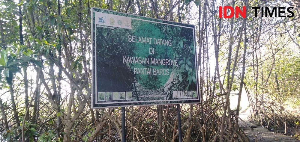 Hutan Mangrove Minimalkan Dampak Tsunami Di Laut Selatan Jawa 