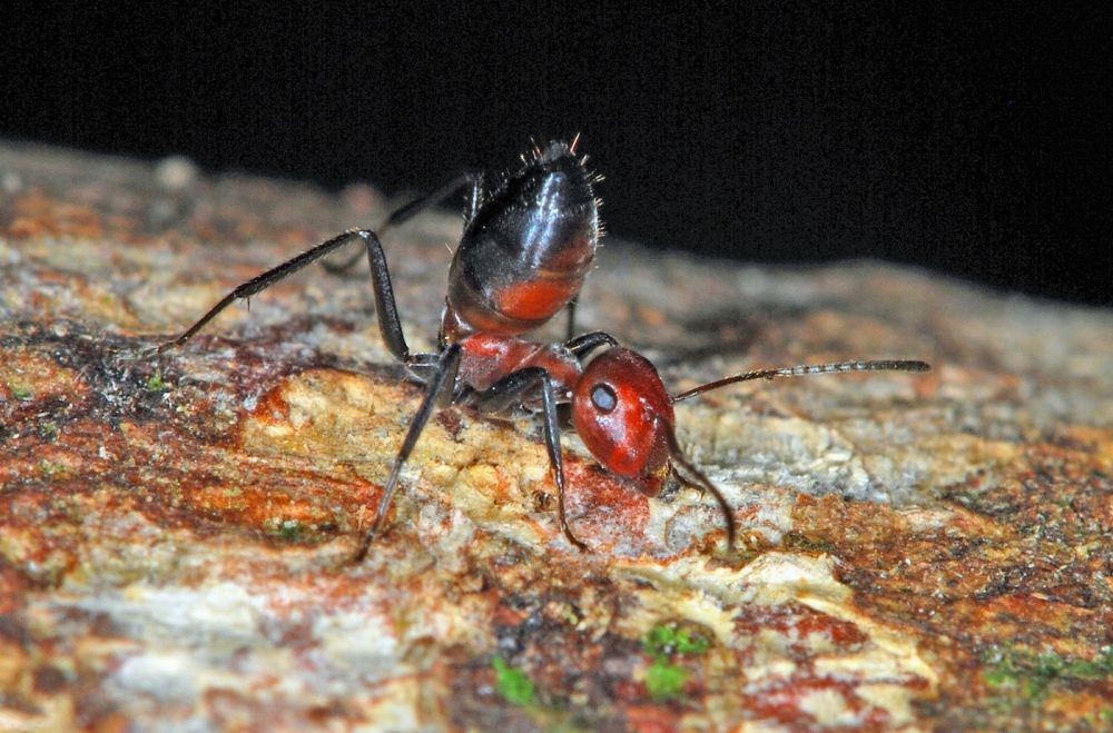 Ini 4 Fakta Menarik tentang Semut, Serangga Gesit yang Cerdas