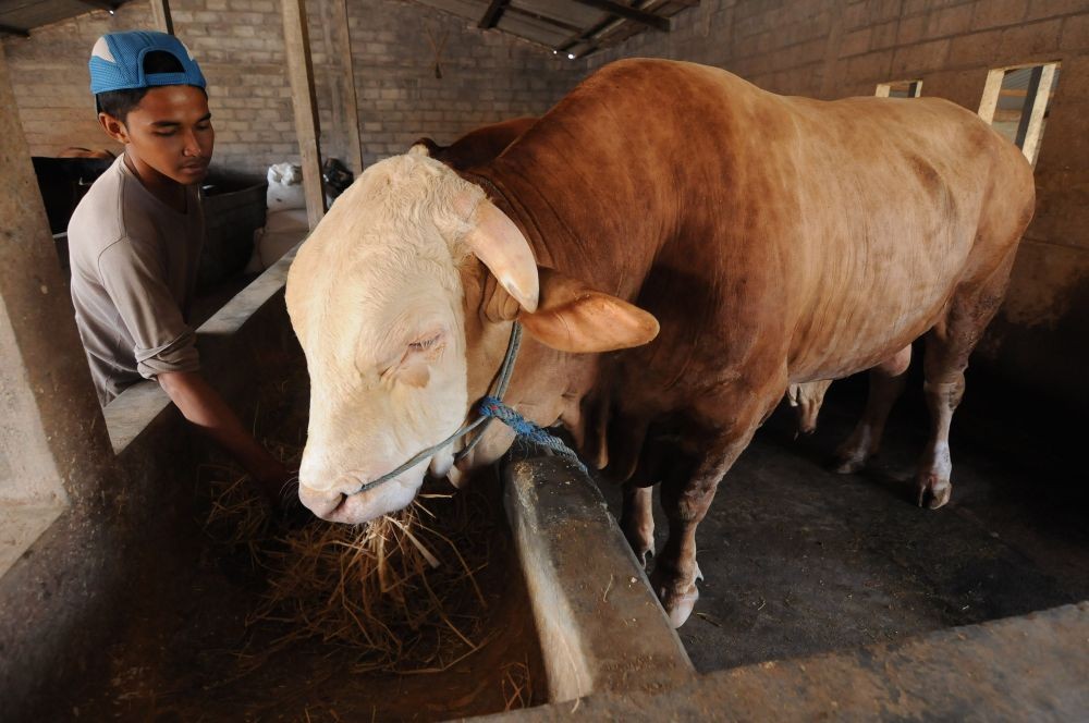Cegah Virus PMK bagi Peternak hingga Konsumen Daging Sapi, Pakai ASUH 
