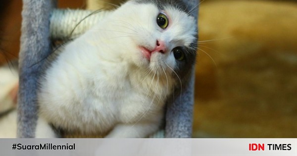 Jual Anak Kucing British Shorthair Bandung - 81021+ Nama Untuk Kucing