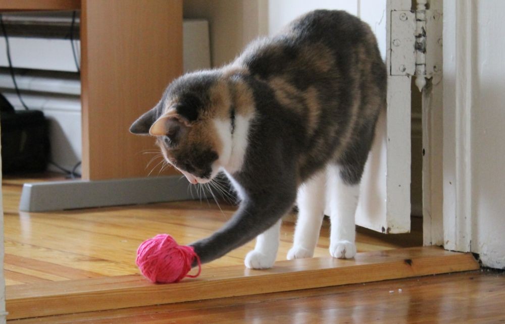 Cara Membuat Mainan  Kucing Sendiri di Rumah 