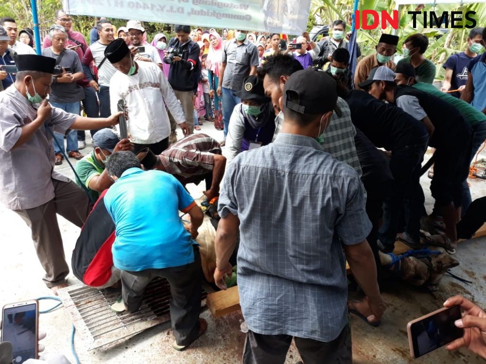 Butuh Belasan Orang untuk Sembelih Sapi Kurban dari Jokowi
