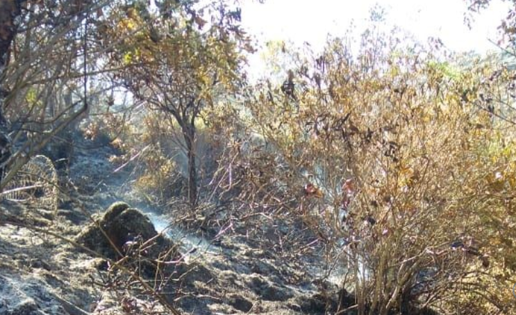 Pelaku Pembakar Lahan di Kaki Gunung Sumbing Diburu Aparat