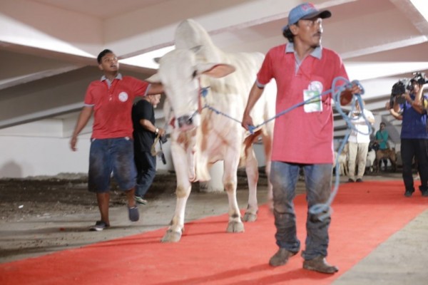 Sebelum Disembelih, Sapi di Masjid Al Akbar Lewati Karpet Merah