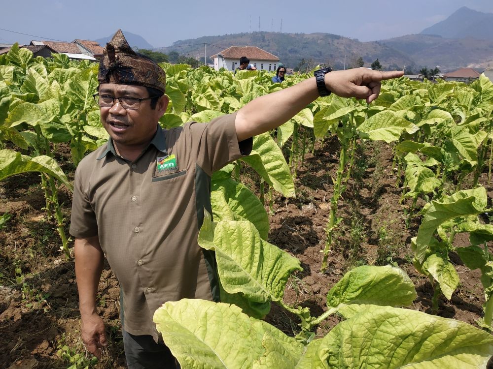 Jabar Beli Sekitar 100 Ribu Ton Tembakau dari Luar Provinsi per Tahun