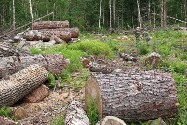 KLHK Bantah Greenpeace Terkait Deforestasi Indonesia yang Buruk