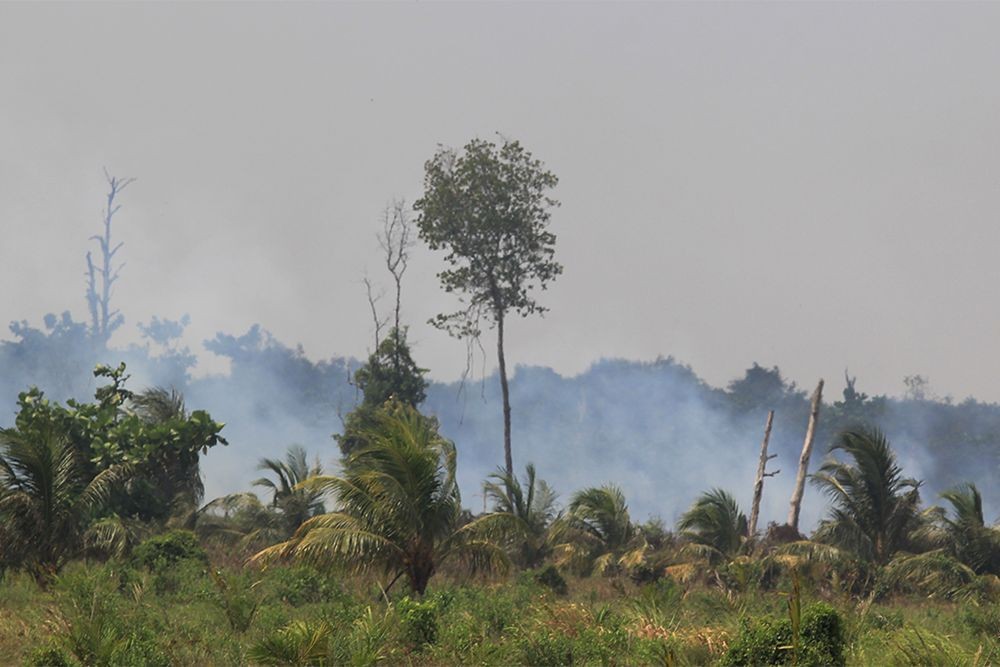 4,5 Hektare Padang Savana di Taman Nasional Rawa Aopa Sultra Terbakar