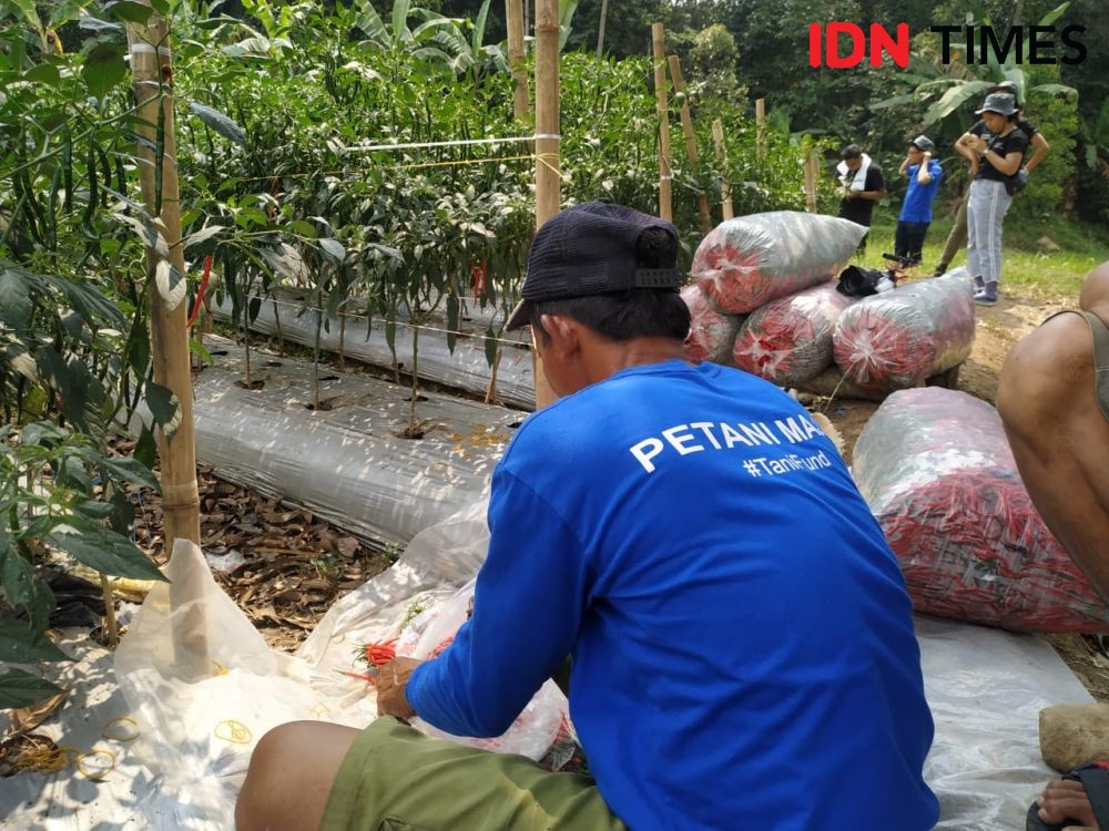 Trik Petani Temanggung Panen Cabai saat La Nina Melanda