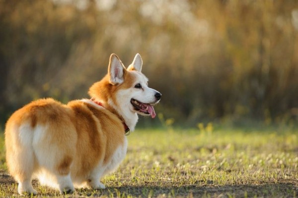 Fakta Corgi, Anjing Imut Berkaki Pendek yang Selalu Ceria