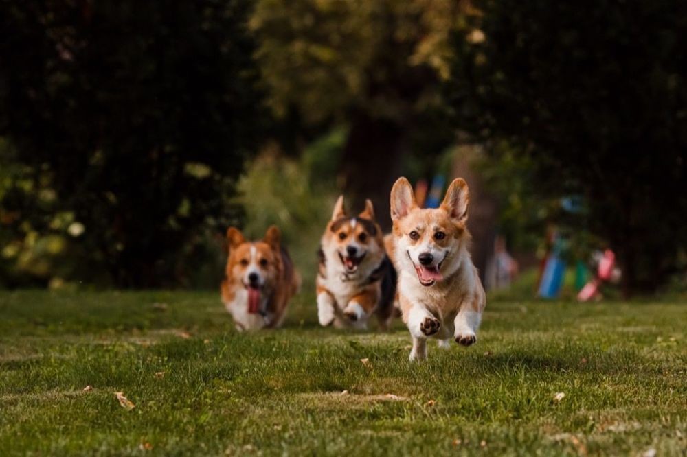 Mengenal Corgi Anjing Imut Berkaki Pendek Yang Selalu Ceria
