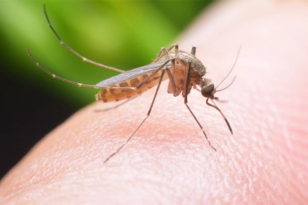 7 Jenis Nyamuk Paling Umum di Dunia, Beberapa Mematikan