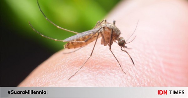 7 Jenis  Nyamuk  yang Paling Umum di Dunia Beberapa Sangat 