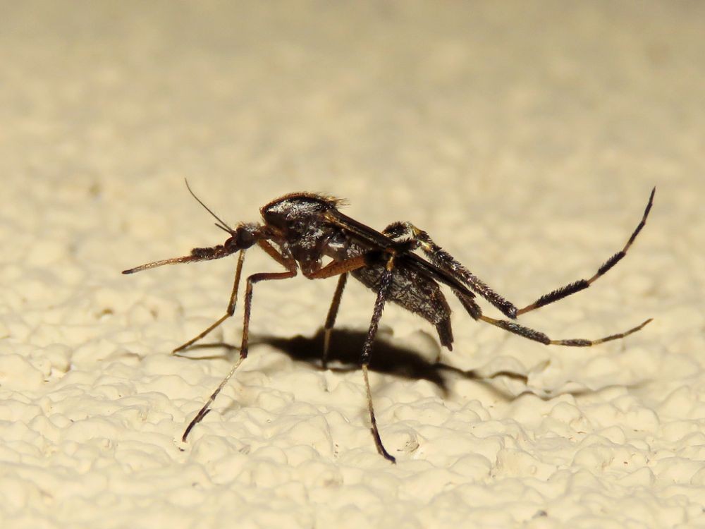 7 Jenis Nyamuk  yang Paling Umum di Dunia Beberapa Sangat 