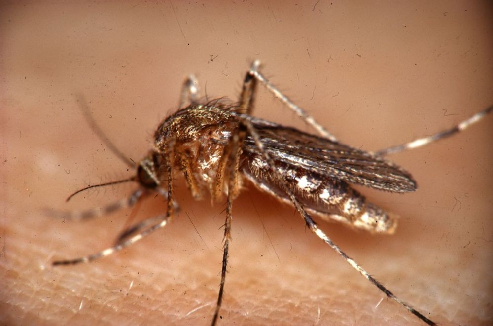7 Jenis Nyamuk  yang Paling Umum di Dunia Beberapa Sangat 