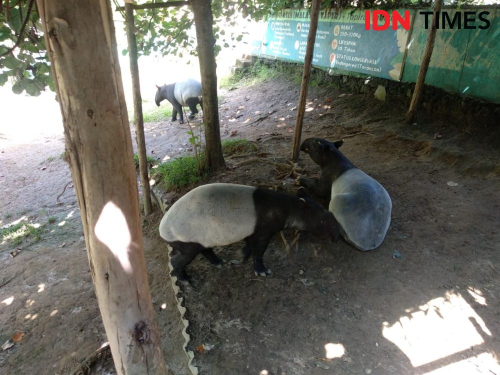 Ditemukan Terluka di Asahan, Tapir Dirawat di Taman Hewan Siantar