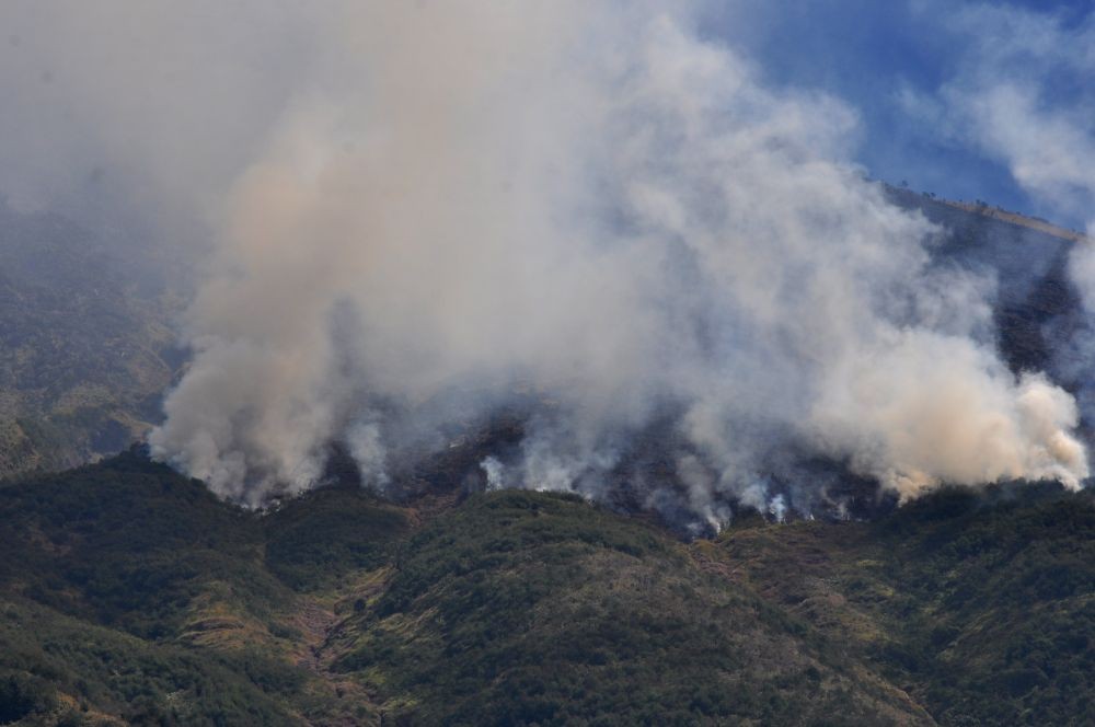 Gegara Puntung Rokok, Hutan Jati di Sumbawa Hangus Terbakar
