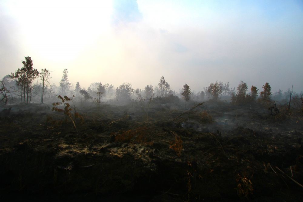 Titik Api yang Membakar Hutan di Lereng Gunung Merapi Tidak Ditemukan