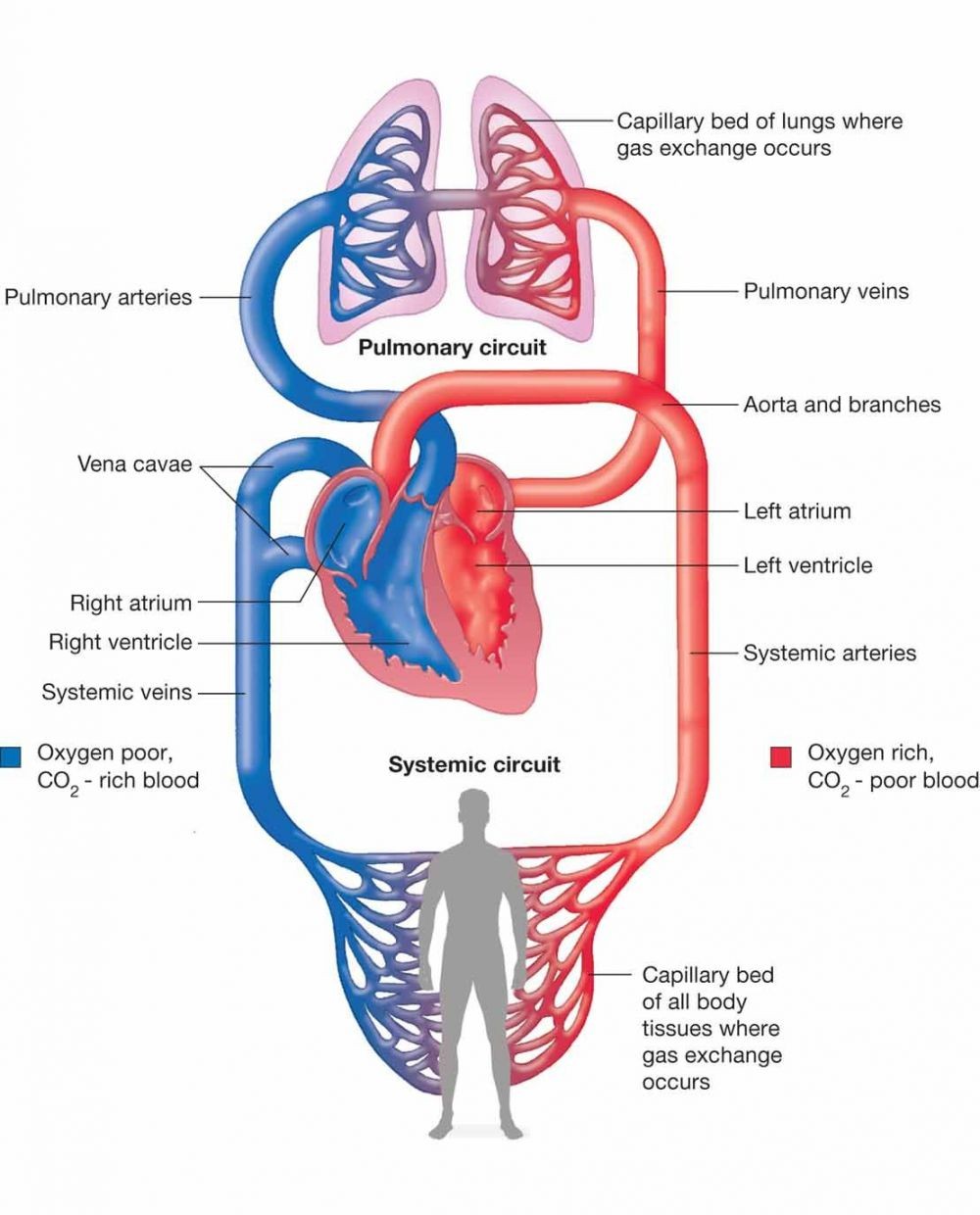 Gambar Jantung Peredaran Darah