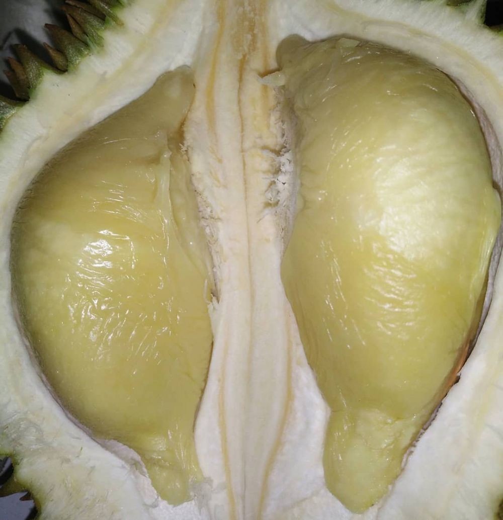 Unduh 720 Koleksi Gambar Durian Terbaik Terbaru HD