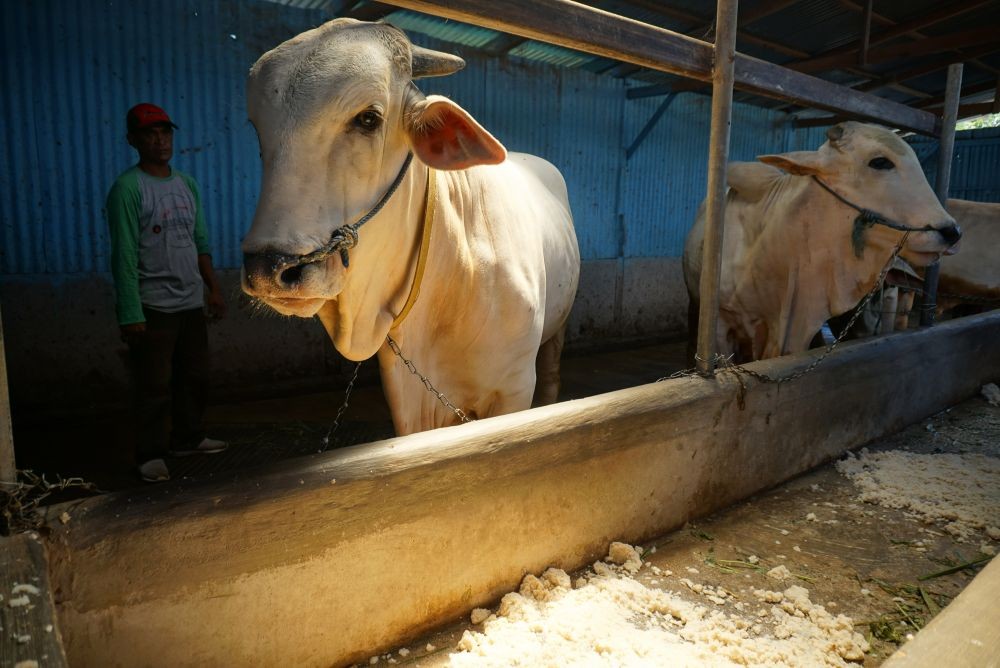 Puluhan Hewan Ternak Warga Lombok Tengah Diduga Terserang Virus