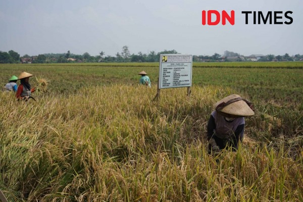 Jokowi Jilid II Perlu Libatkan Millennial untuk Genjot Pertanian