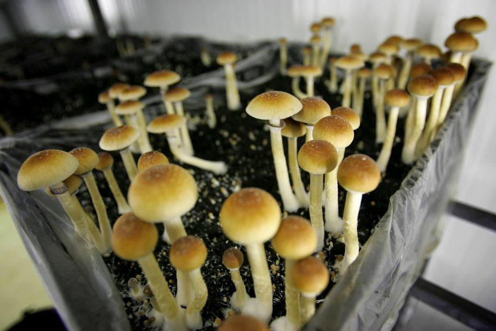 Magic Mushroom Atau Jamur Halusinasi Kenali 7 Fakta Sejarah Uniknya