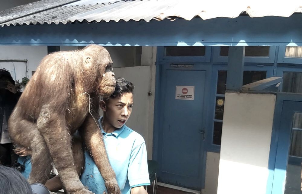 Semarang Zoo Terdampak Corona, Butuh Rp120 Juta untuk Makan Satwa
