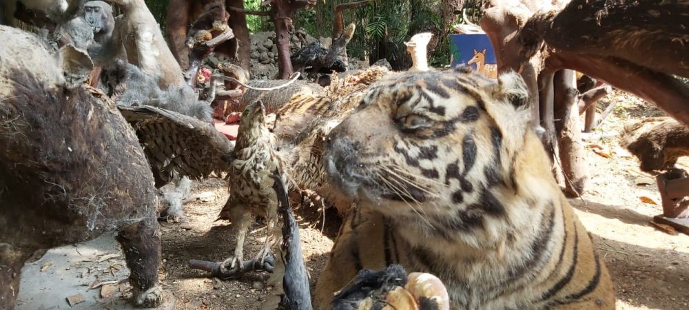 263 Hewan Langka yang Diawetkan di Kebun Binatang Bandung Dimusnahkan