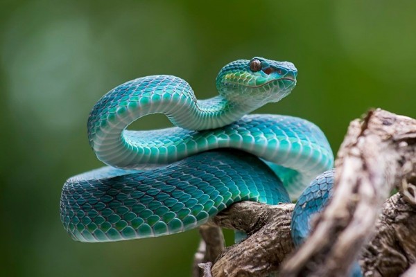 https://cdn.idntimes.com/content-images/post/20190829/how-to-avoid-snakes-slithering-up-your-toilet-shutterstock-780480850-92627b4064a28c38338faaa7f57a0599_200x200.jpg