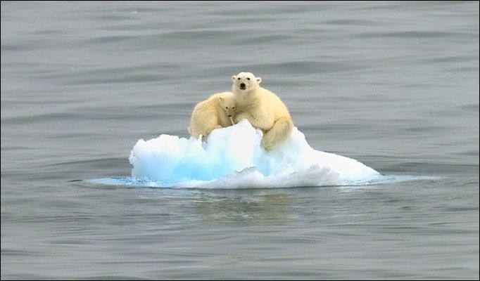 7 Hal Mengejutkan Ini Akan Terjadi Jika Semua Es Di Kutub Mencair
