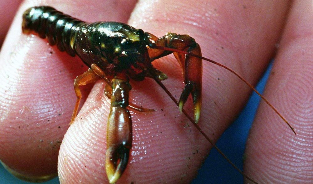 Menteri KKP Akan Ekspor Benih Lobster, BKIPM: Kita Tetap Pro Nelayan
